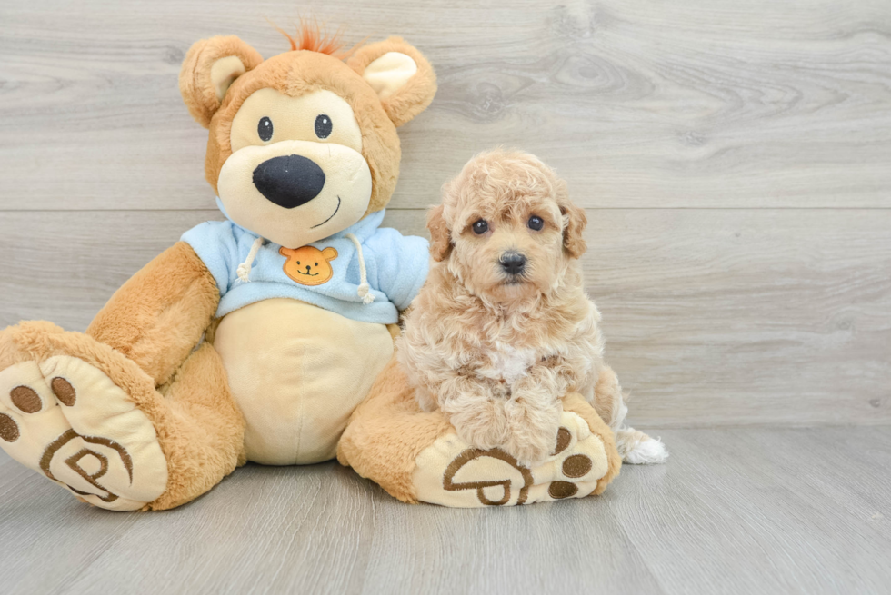 Fluffy Poochon Poodle Mix Pup