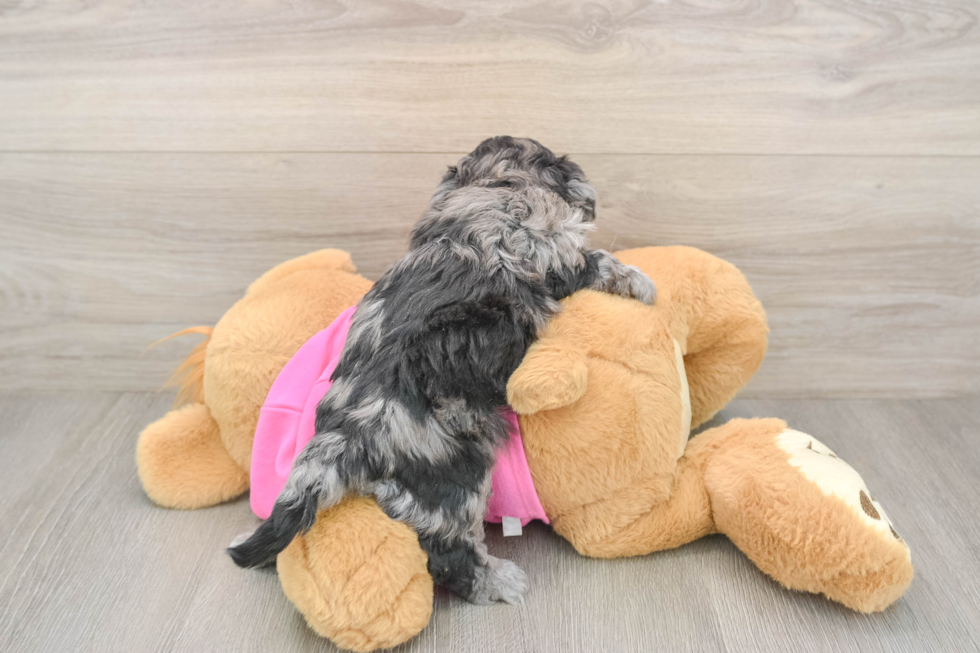 Hypoallergenic Bichpoo Poodle Mix Puppy