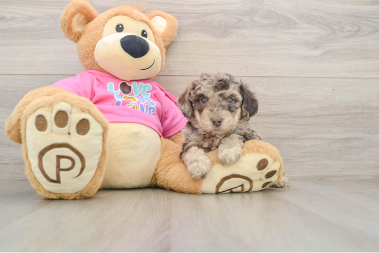 Funny Poochon Poodle Mix Pup