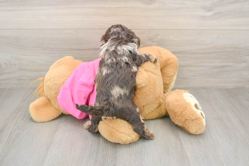 Poochon Puppy for Adoption