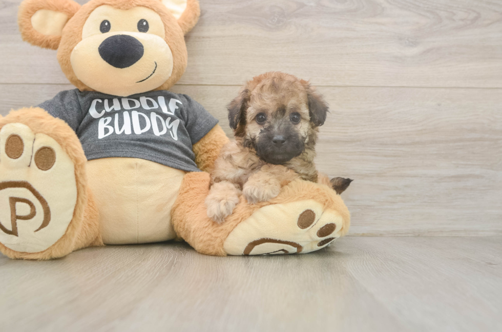 5 week old Poochon Puppy For Sale - Seaside Pups