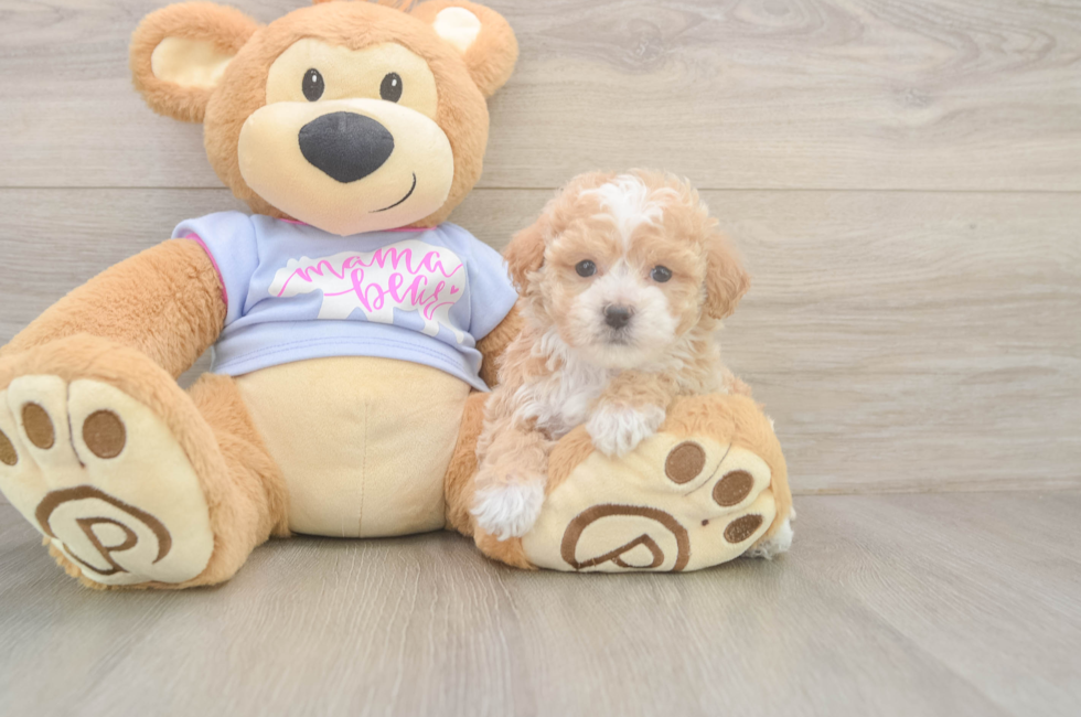 5 week old Poochon Puppy For Sale - Seaside Pups