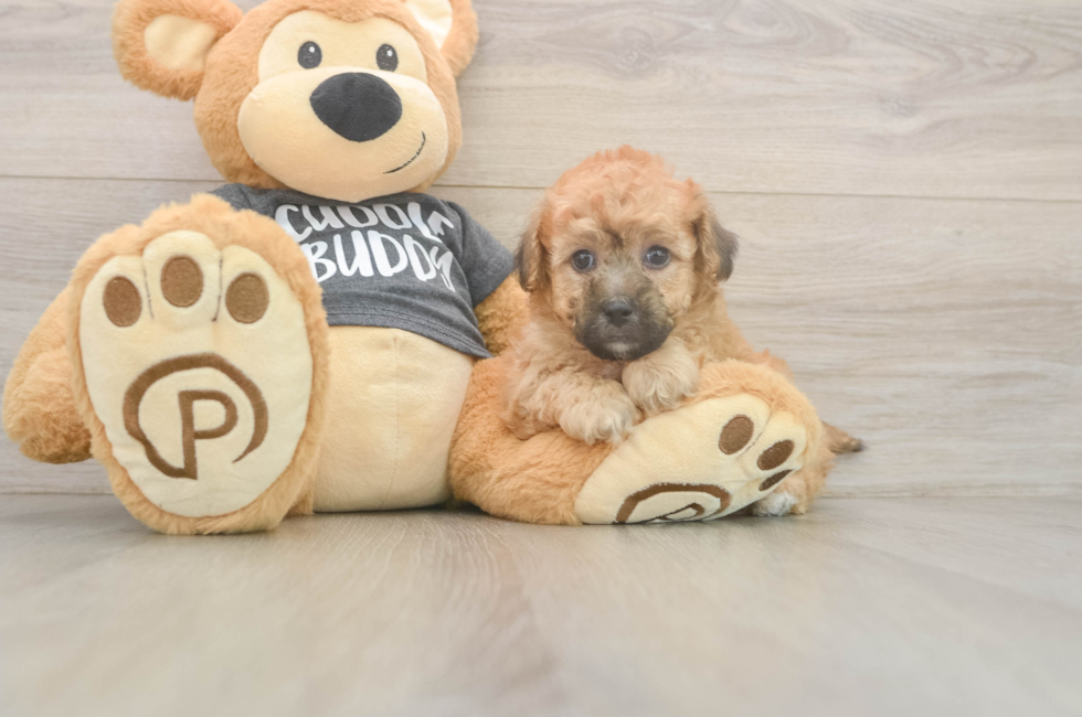5 week old Poochon Puppy For Sale - Seaside Pups