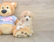 7 week old Poochon Puppy For Sale - Seaside Pups 7 week old Poochon Puppy For Sale - Seaside Pups