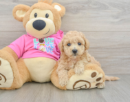 6 week old Poochon Puppy For Sale - Seaside Pups