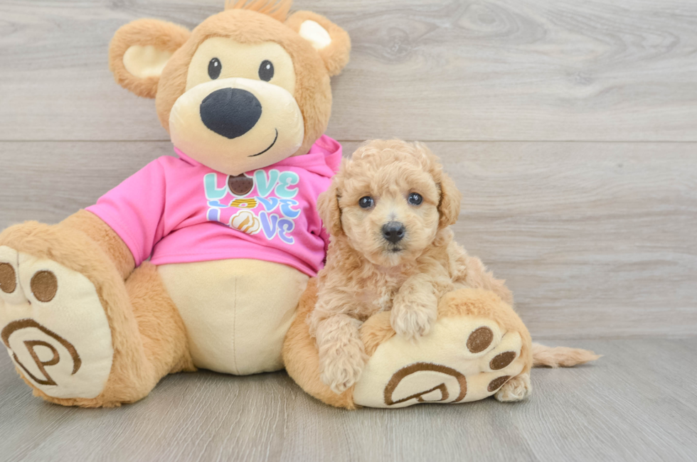 6 week old Poochon Puppy For Sale - Seaside Pups
