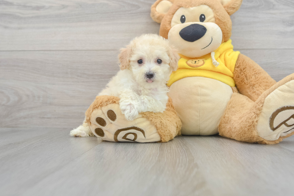 Poochon Puppy for Adoption