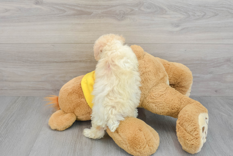 Poochon Puppy for Adoption