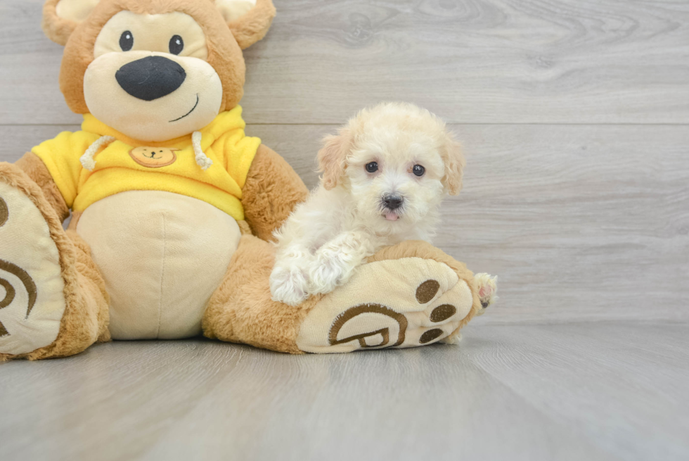 Best Poochon Baby