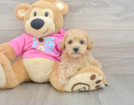 6 week old Poochon Puppy For Sale - Seaside Pups