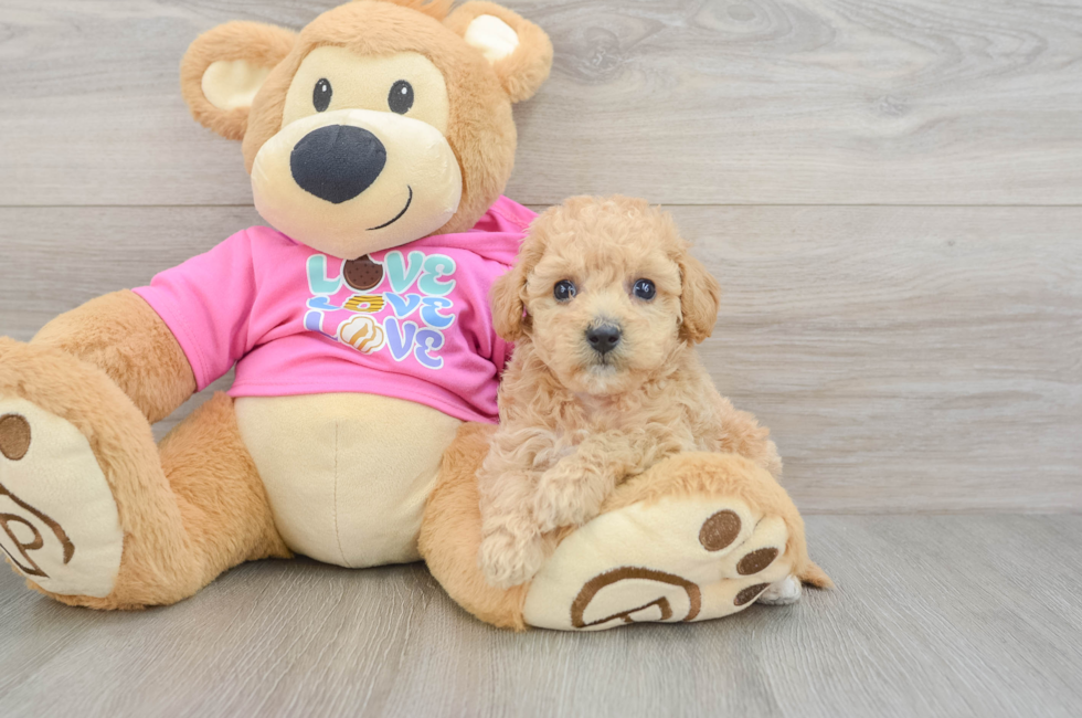 6 week old Poochon Puppy For Sale - Seaside Pups