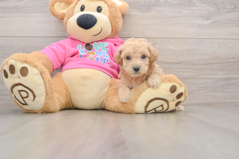 Poochon Puppy for Adoption