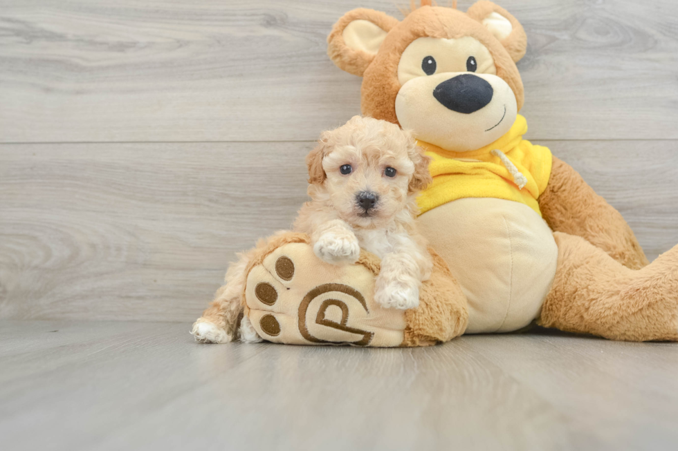 Popular Poochon Poodle Mix Pup