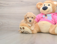 6 week old Poochon Puppy For Sale - Seaside Pups