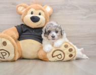 5 week old Poochon Puppy For Sale - Seaside Pups