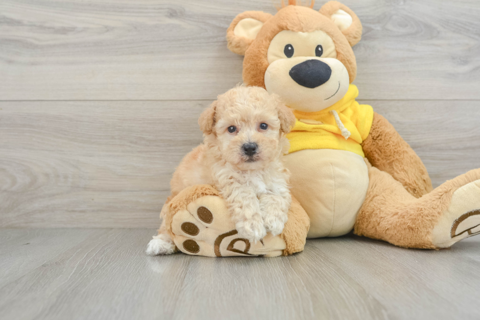 Playful Bichpoo Poodle Mix Puppy