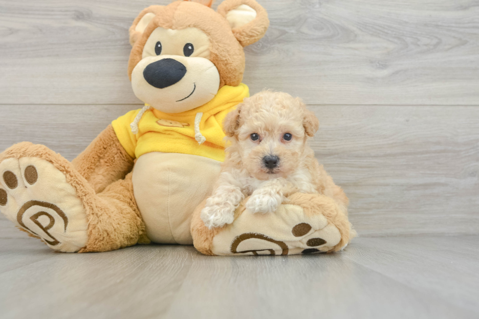 Popular Poochon Poodle Mix Pup