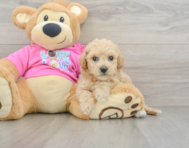 6 week old Poochon Puppy For Sale - Seaside Pups