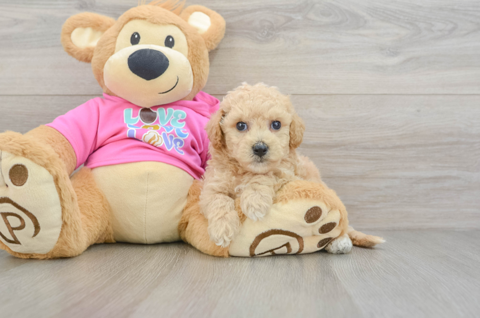 6 week old Poochon Puppy For Sale - Seaside Pups