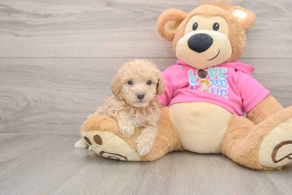 Petite Poochon Poodle Mix Pup