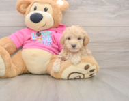6 week old Poochon Puppy For Sale - Seaside Pups