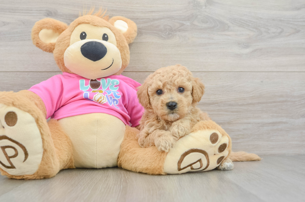 5 week old Poochon Puppy For Sale - Seaside Pups