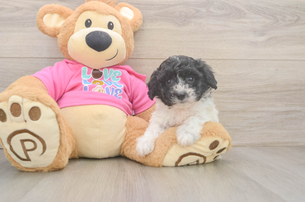 5 week old Poochon Puppy For Sale - Seaside Pups
