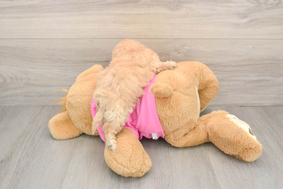 Poochon Puppy for Adoption