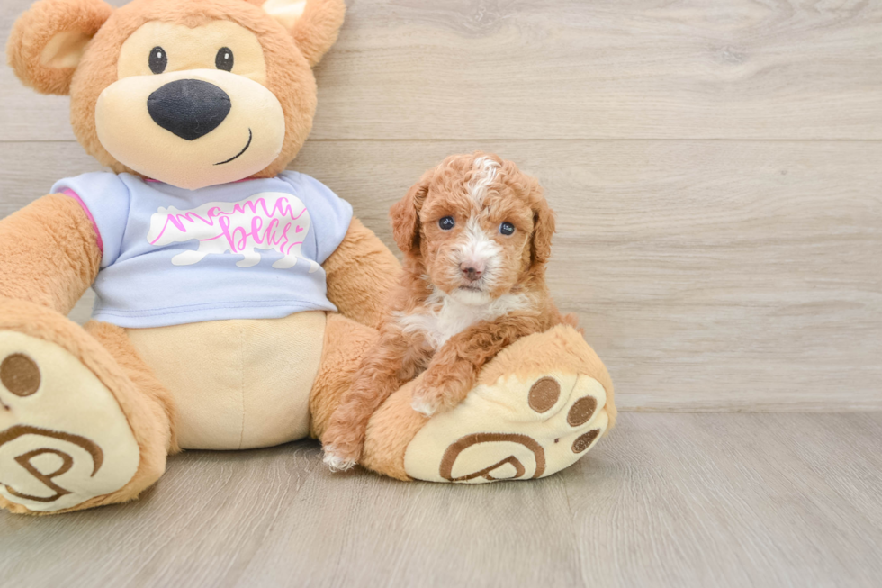 Fluffy Poochon Poodle Mix Pup