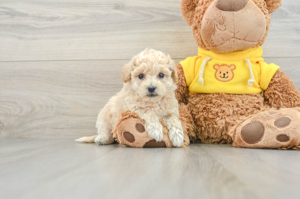 7 week old Poochon Puppy For Sale - Seaside Pups