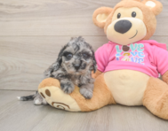 7 week old Poochon Puppy For Sale - Seaside Pups