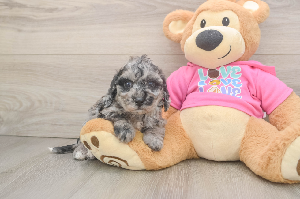 5 week old Poochon Puppy For Sale - Seaside Pups