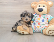 6 week old Poochon Puppy For Sale - Seaside Pups