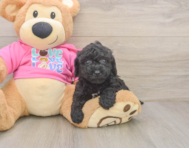 6 week old Poochon Puppy For Sale - Seaside Pups