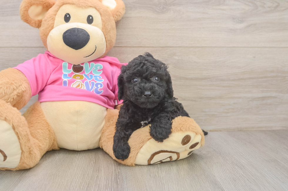 5 week old Poochon Puppy For Sale - Seaside Pups
