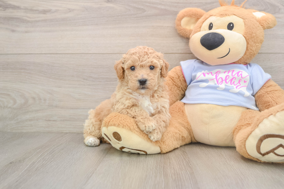 Best Poochon Baby
