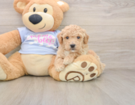 6 week old Poochon Puppy For Sale - Seaside Pups