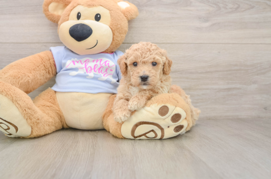 Poochon Puppy for Adoption
