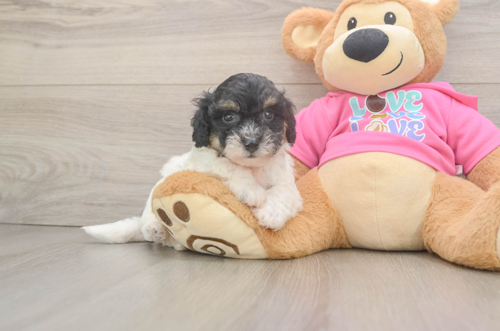 5 week old Poochon Puppy For Sale - Seaside Pups