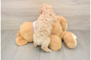 Poochon Puppy for Adoption