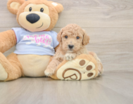 6 week old Poochon Puppy For Sale - Seaside Pups