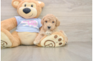 Little Bichpoo Poodle Mix Puppy