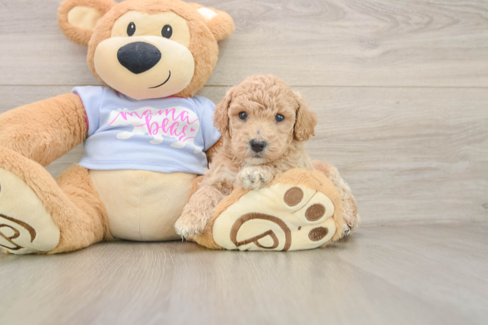 Little Bichpoo Poodle Mix Puppy
