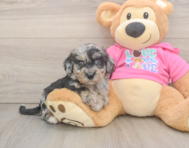 7 week old Poochon Puppy For Sale - Seaside Pups