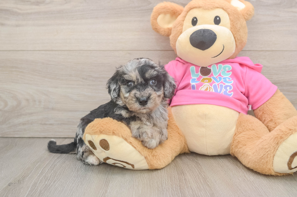 5 week old Poochon Puppy For Sale - Seaside Pups