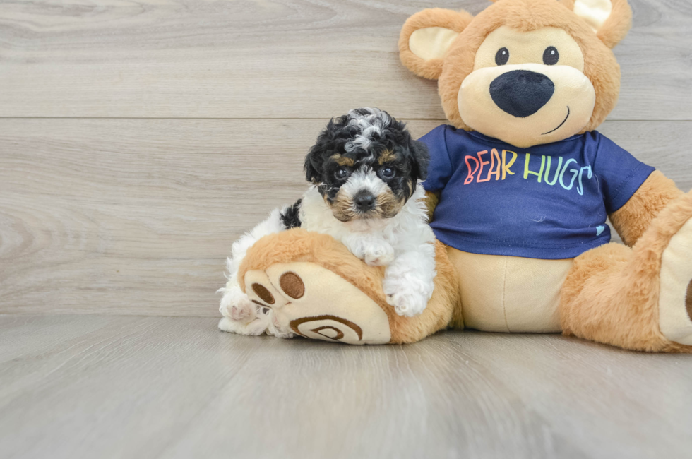 6 week old Poochon Puppy For Sale - Seaside Pups