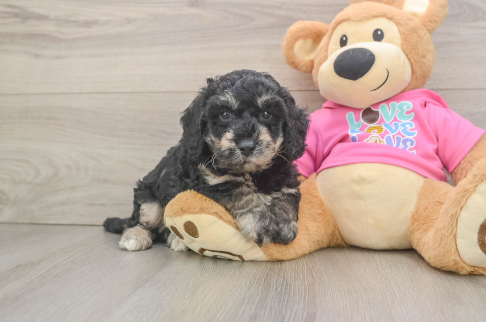 5 week old Poochon Puppy For Sale - Seaside Pups