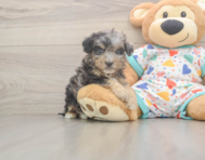 8 week old Poochon Puppy For Sale - Seaside Pups