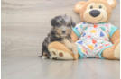 Fluffy Poochon Poodle Mix Pup