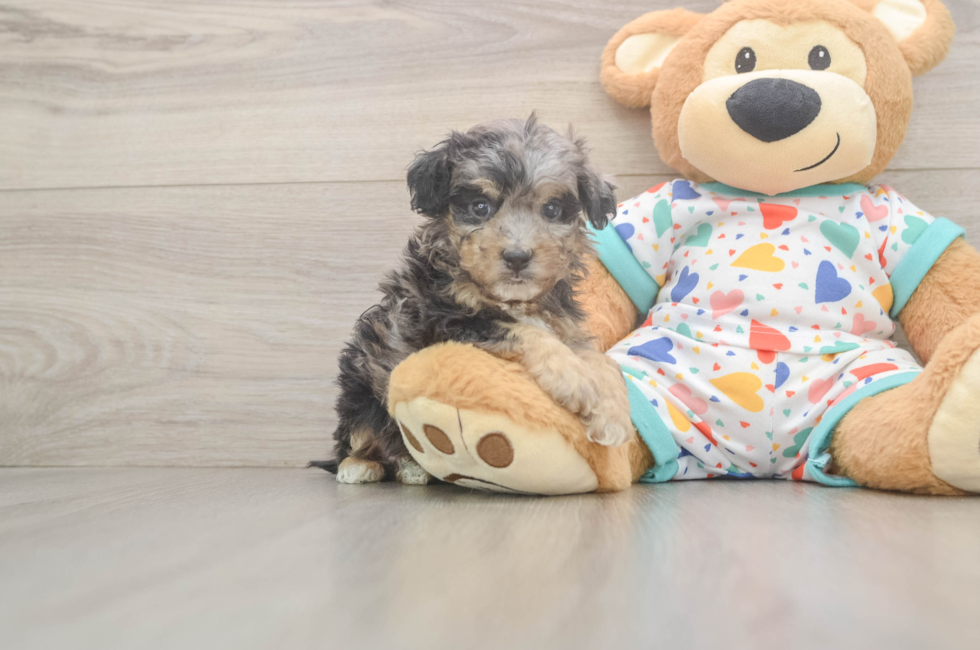 5 week old Poochon Puppy For Sale - Seaside Pups